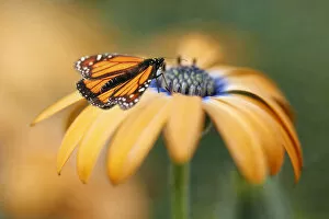 Monarch Butterfly (Danaus plexippus) Gallery: Susan Gary Photography