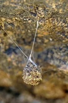 Images Dated 31st October 2010: Suspended spider cocoon, Goegap Nature Reserve, Namaqualand, South Africa, Africa