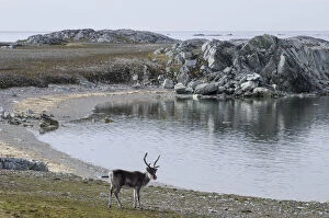 Images Dated 20th July 2012: Svalbard Reindeer -Rangifer tarandus platyrhynchus-, near Hyttevika, Spitsbergen Island