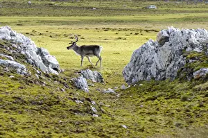 Cervidae Prints: Svalbard Reindeer -Rangifer tarandus platyrhynchus