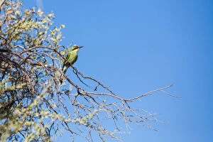 Images Dated 31st January 2017: The swallow-tailed bee-eater is a near passerine bird in the bee-eater family Meropidae
