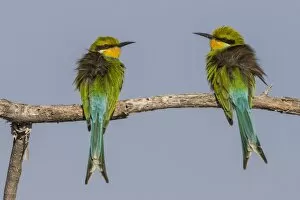 Images Dated 26th May 2012: Swallow-tailed bee-eaters -Merops hirundineus-, Etosha National Park, Namibia, Africa