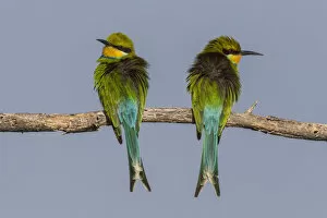 Images Dated 26th May 2012: Swallow-tailed bee-eaters -Merops hirundineus-, Etosha National Park, Namibia, Africa