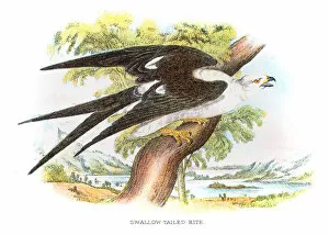 Images Dated 4th July 2015: Swallow-tailed kite engraving 1896