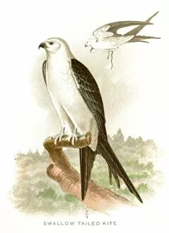 Diseases of Poultry by Leonard Pearson Gallery: Swallow tailed kite lithograph 1897