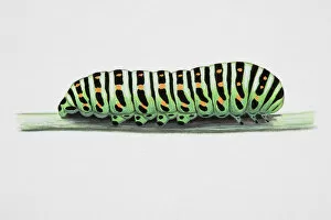Swallow-tailed Moth (Ourapteryx sambucaria), caterpillar on narrow stem