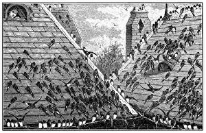 Swallows on roof