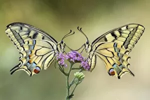Two swallowtail butterflies on a flower
