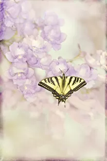 Susan Gary Photography Gallery: Swallowtail Butterfly
