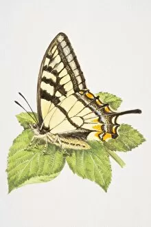 Images Dated 8th August 2006: Swallowtail butterfly (Papilio machaon) with closed wings, resting on a leaf