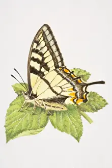 Resting Prints: Swallowtail butterfly (Papilio machaon) with closed wings, resting on a leaf