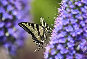 Huntington Beach California Gallery: Swallowtail Butterfly on Perfect Purple bokeh