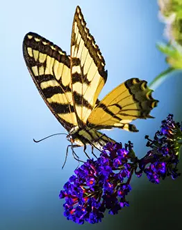 Vicki Jauron Wildlife Photography Prints: Swallowtail Butterfly on Purple Flower Against Blue Background