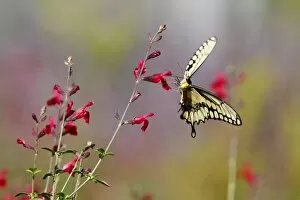 Huntington Beach California Gallery: Swallowtail butterfly on red wildflowers