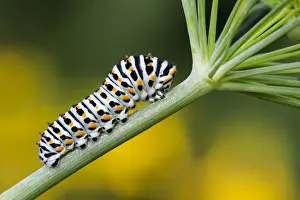 Butterfly Prints: Swallowtail caterpillar (Papilio machaon) to Dill (Anethum graveolens), Hesse, Germany