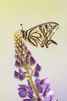 Images Dated 22nd May 2014: Swallowtail or Old World Swallowtail (Papilio machaon), North Hesse, Hesse, Germany