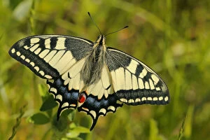 Swallowtail -Papilio machaon-