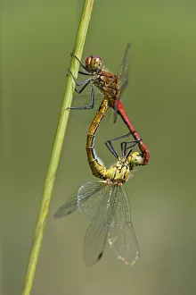 Images Dated 7th July 2013: Swamp darters -Sympetrum depressiusculum- mating, Versoix, Canton of Geneva, Switzerland
