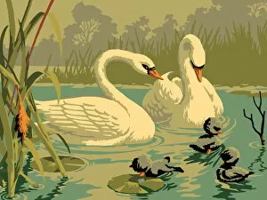 Images Dated 24th September 2012: Two Swan