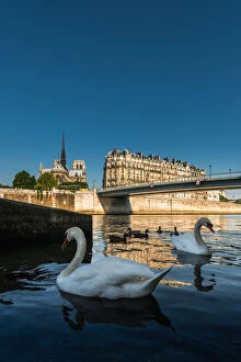 Images Dated 13th June 2014: Swan couple at Seine river