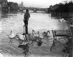 Swan Family