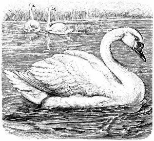 Images Dated 4th February 2016: swan on a river