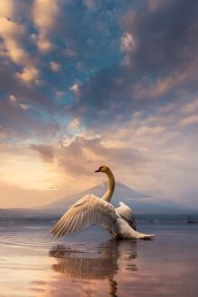 Images Dated 1st October 2014: a Swan spread its wings with Mt. Fuji background