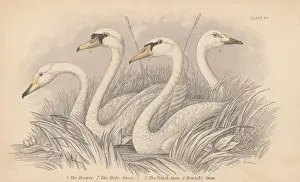 Four Swans