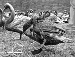 Swans Cleaning Swans Cleaning