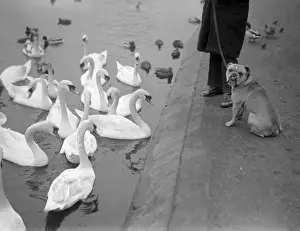 Swans And Dog
