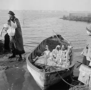 Hamburg Prints: Swans and Ducks Being Transported to Lake