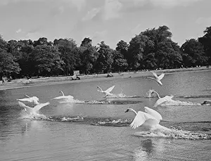 Swan Prints: Swans Take Flight