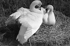 Swan Prints: Swans Hatching