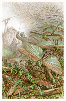 Engravings Gallery: Swarm of grashoppers Chromolithograph 1884
