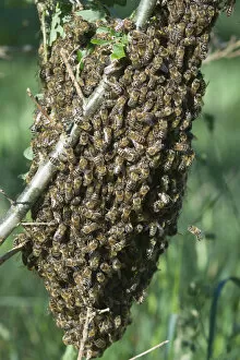Images Dated 30th May 2011: Swarming bees -Apis mellifera-