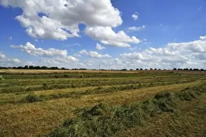 Swathed hay, cloudy sky with cumulus clouds, Gross Runz, Mecklenburg-Western Pomerania, Germany