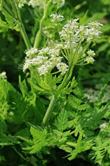 Images Dated 25th April 2010: Sweet Cicely -Myrrhis odorata-, Europe