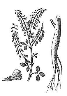 Images Dated 26th May 2017: Sweet clover (Melilotus officinalis)