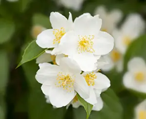 Stamen Prints: Sweet Mock-orange or English Dogwood -Philadelphus coronary