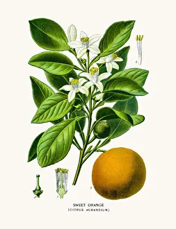 Sweet Orange flower and fruit