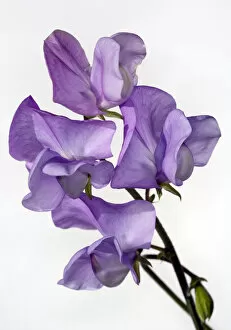 Flowers by Brian Haslam Collection: Sweet Pea