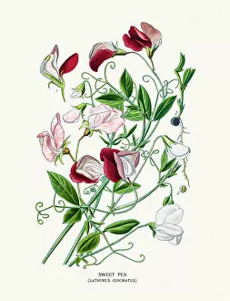 Single Flower Collection: Sweet pea