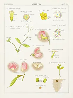 Sweet pea Chromolithography 1883