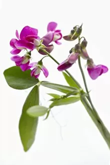 Legume Family Gallery: sweet pea on white background