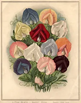 Sweet Peas