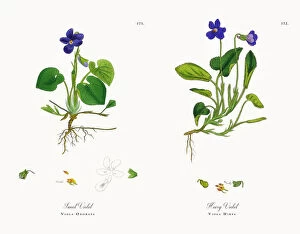 Images Dated 20th November 2017: Sweet Violet, Viola Odorata, Victorian Botanical Illustration, 1863