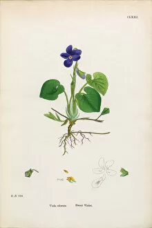 Images Dated 2nd February 2017: Sweet Violet, Viola Odorata, Victorian Botanical Illustration, 1863