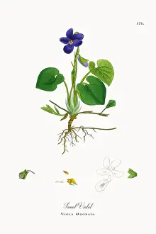 Sweet Violet, Viola Odorata, Victorian Botanical Illustration, 1863