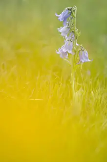 William Prints: Sweet William (Dianthus barbatus), Seiser Alm, Dolomites, Alto Adige, Italy, Europe