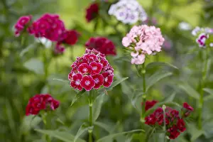 Sweet William -Dianthus barbatus-, garden, Austria